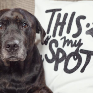 This Is My Spot Pet Cushion